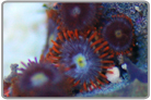 Flame Skirt Zoanthids